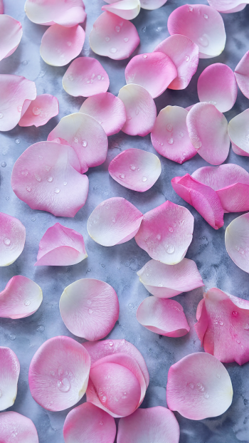Vertical phone wallpaper of soft pink rose petals with water droplets scattered over a cool gray surface.