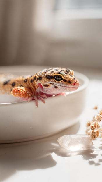 Sunlit close-up of a leopard gecko resting on a white dish with soft bokeh background, vertical iPhone wallpaper.