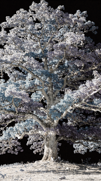 Vertical iPhone wallpaper: a towering oak tree with frosted silvery leaves and a textured trunk set against a deep black background.