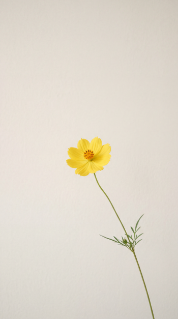 iPhone wallpaper: single yellow flower with a long thin stem and feathery leaves on a soft cream background, positioned low on the screen.