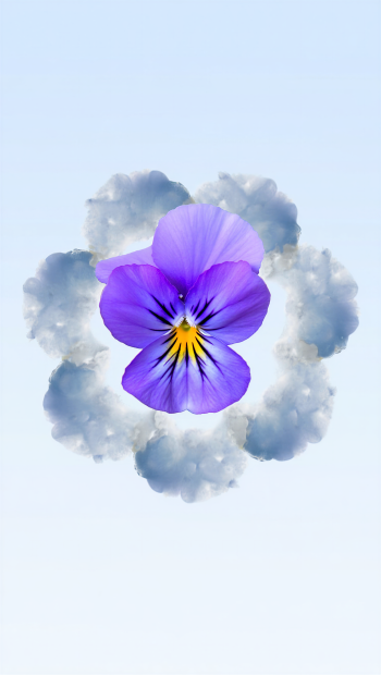 Purple pansy centered on a pale blue, vertical phone/iPhone wallpaper, set within a soft ring of gray-white cloud shapes.
