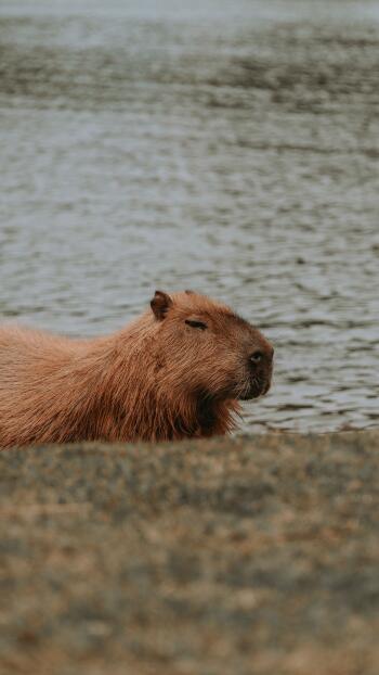 Vertical iPhone wallpaper: relaxed capybara animal with warm brown fur resting by calm water, muted shoreline in the background.