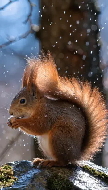 Red squirrel perched on a mossy rock with snowflakes falling, fluffy tail curled — portrait iPhone wallpaper.