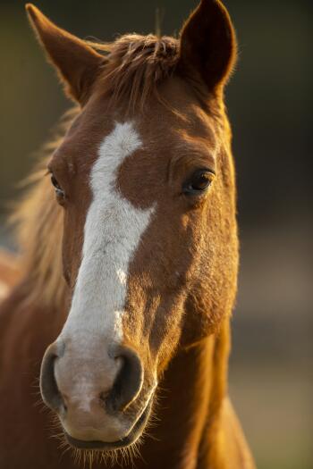 iPhone wallpaper — close-up chestnut horse with a white blaze in warm light, Weekend Equestrian animal/equine theme