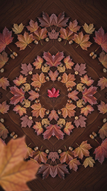 Aesthetic fall iPhone wallpaper: symmetrical mandala of autumn leaves and acorns on dark wood, a single bright red leaf at center.