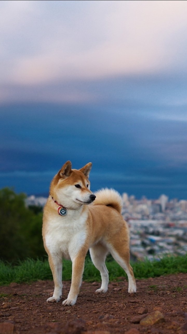 Download Dog Animal Shiba Inu Phone Wallpaper