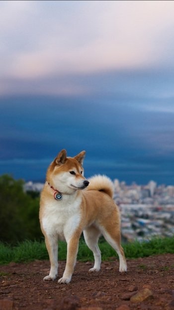 dog Animal shiba inu Phone Wallpaper
