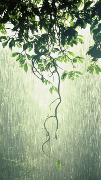 photography rain Phone Wallpaper