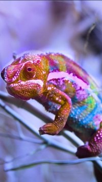 30+ Chameleon Apple/iPhone 5 (640x1136) Wallpapers - Mobile Abyss