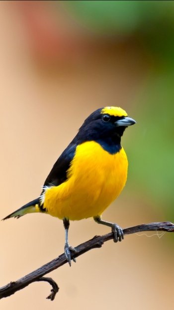 Animal finch Phone Wallpaper