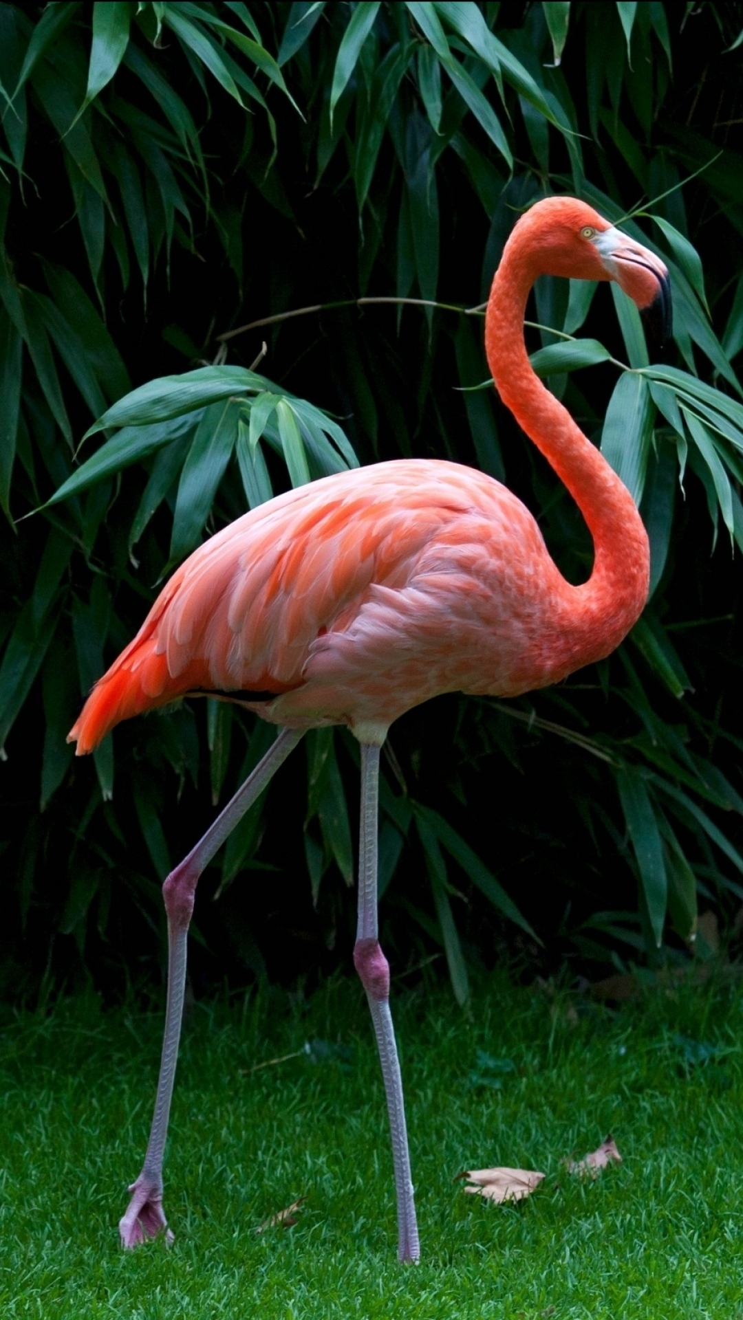 Animal/Flamingo (1080x1920) Wallpaper ID: 122379 - Mobile Abyss