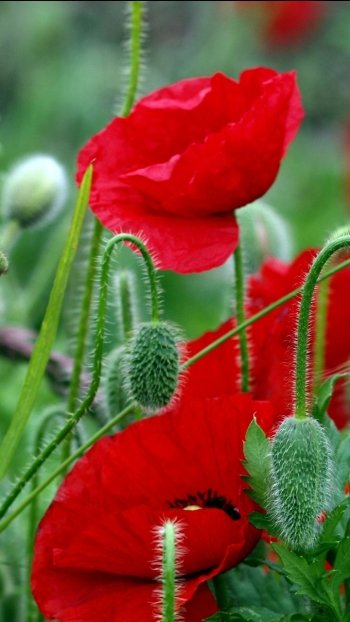 red flower flower nature poppy Phone Wallpaper