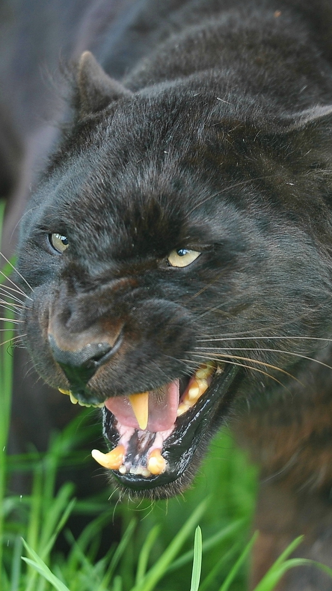 Black Panther Animal - Half Face Wallpaper Download | MobCup