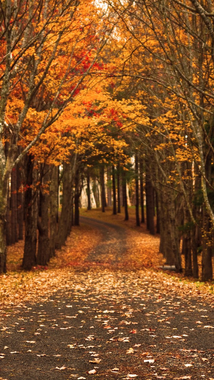 Download Nature Fall Phone Wallpaper