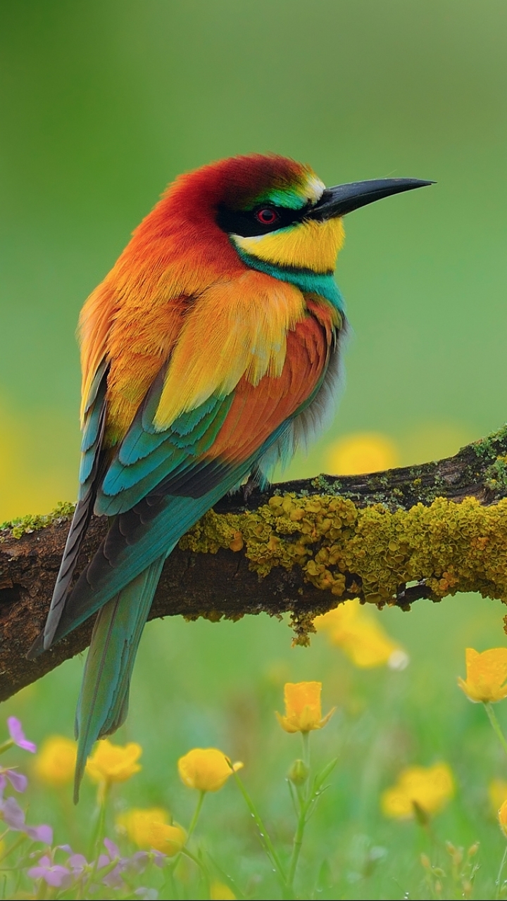 European Bee-eater Phone Wallpaper
