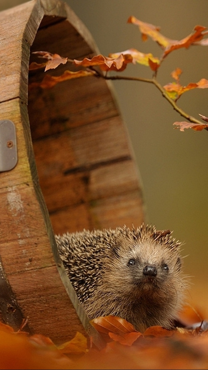 Hedgehog Phone Wallpaper
