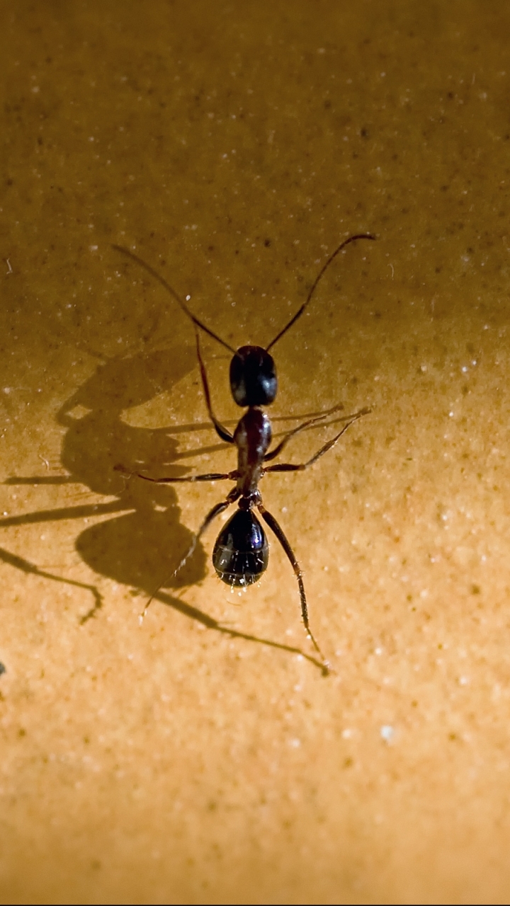 Ant Phone Wallpaper