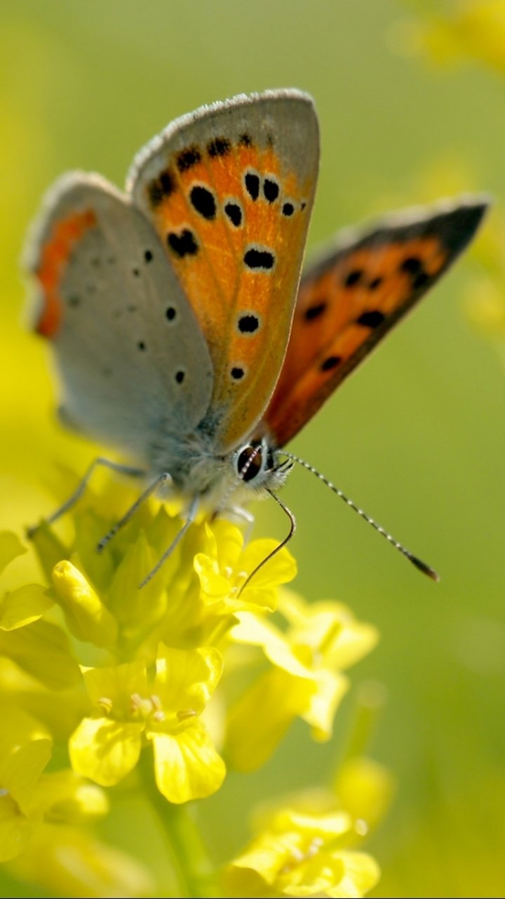 Download Animal Butterfly Phone Wallpaper