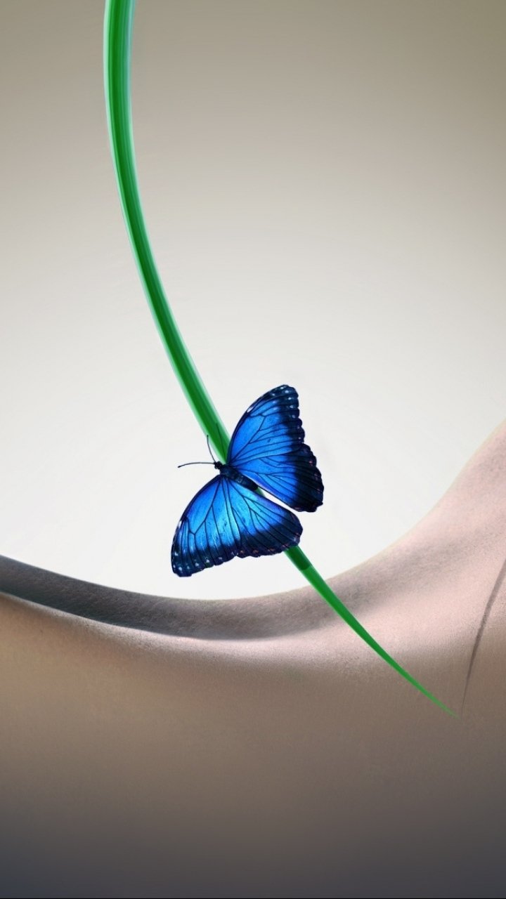 Download Animal Butterfly Phone Wallpaper