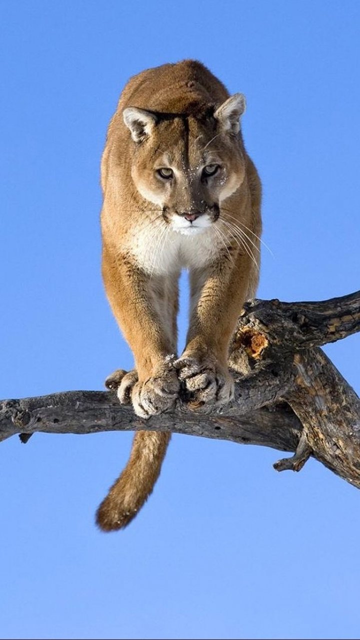 Download Animal Cougar Phone Wallpaper - Mobile Abyss