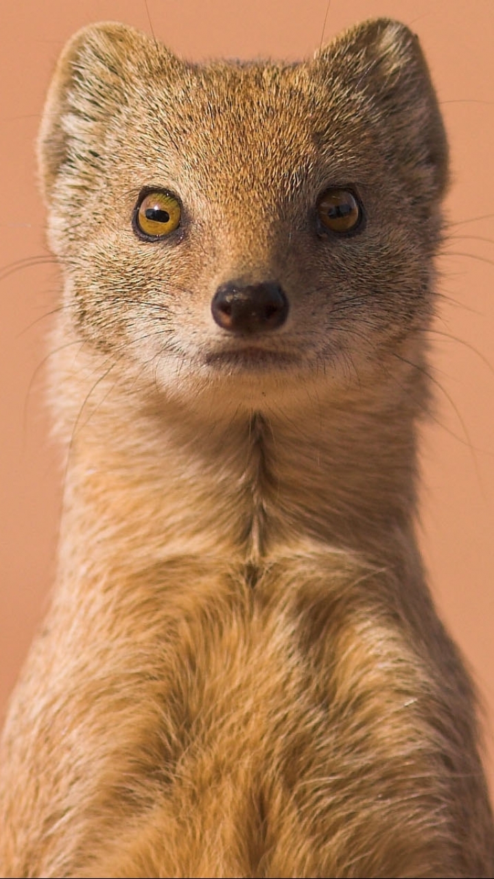 Mongoose Phone Wallpaper - Mobile Abyss
