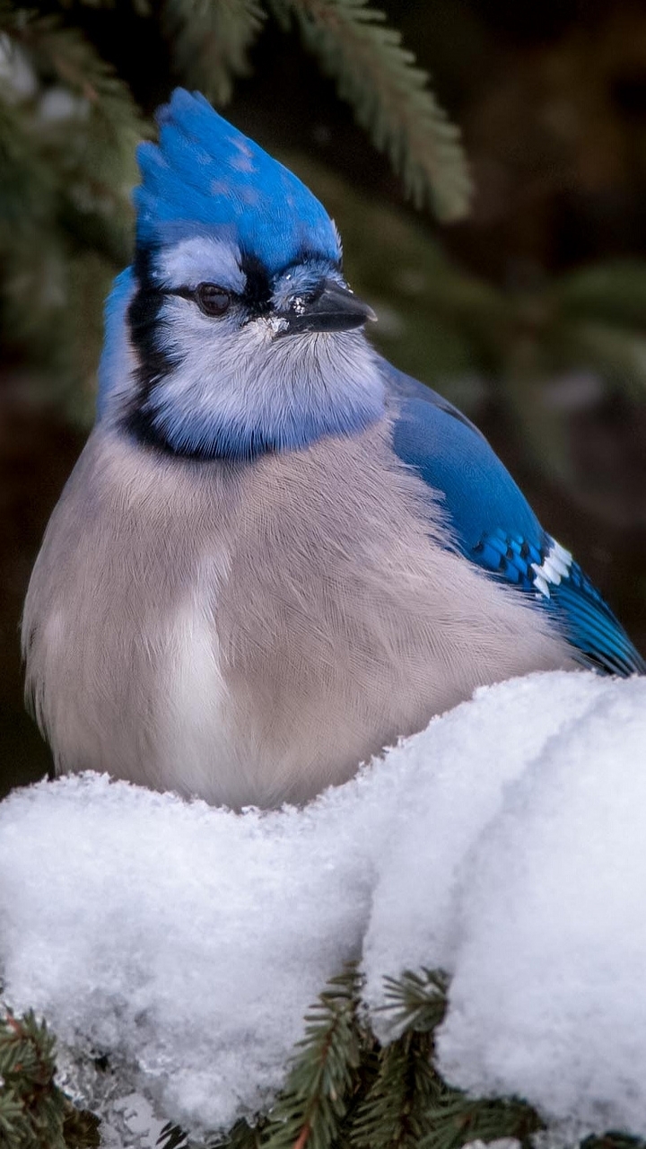 Blue Jay Phone Wallpaper by Andre Secours