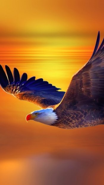 eagle flight Animal bald eagle Phone Wallpaper