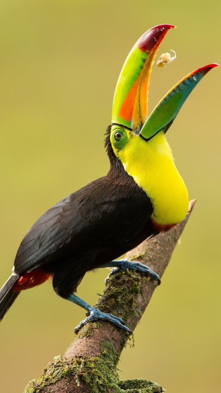 Animal Keel-billed Toucan - Mobile Abyss