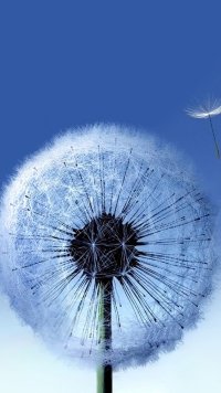 51 dandelion apple iphone se 640x1136 wallpapers mobile abyss 51 dandelion apple iphone se 640x1136