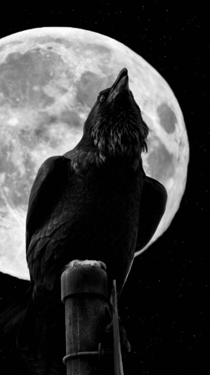 Download Animal Crow Phone Wallpaper