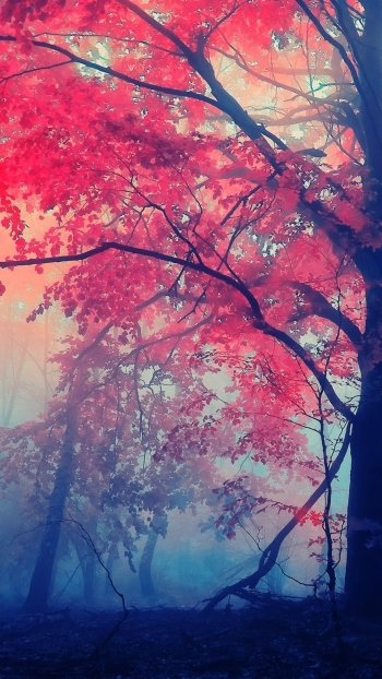 nature fall Phone Wallpaper