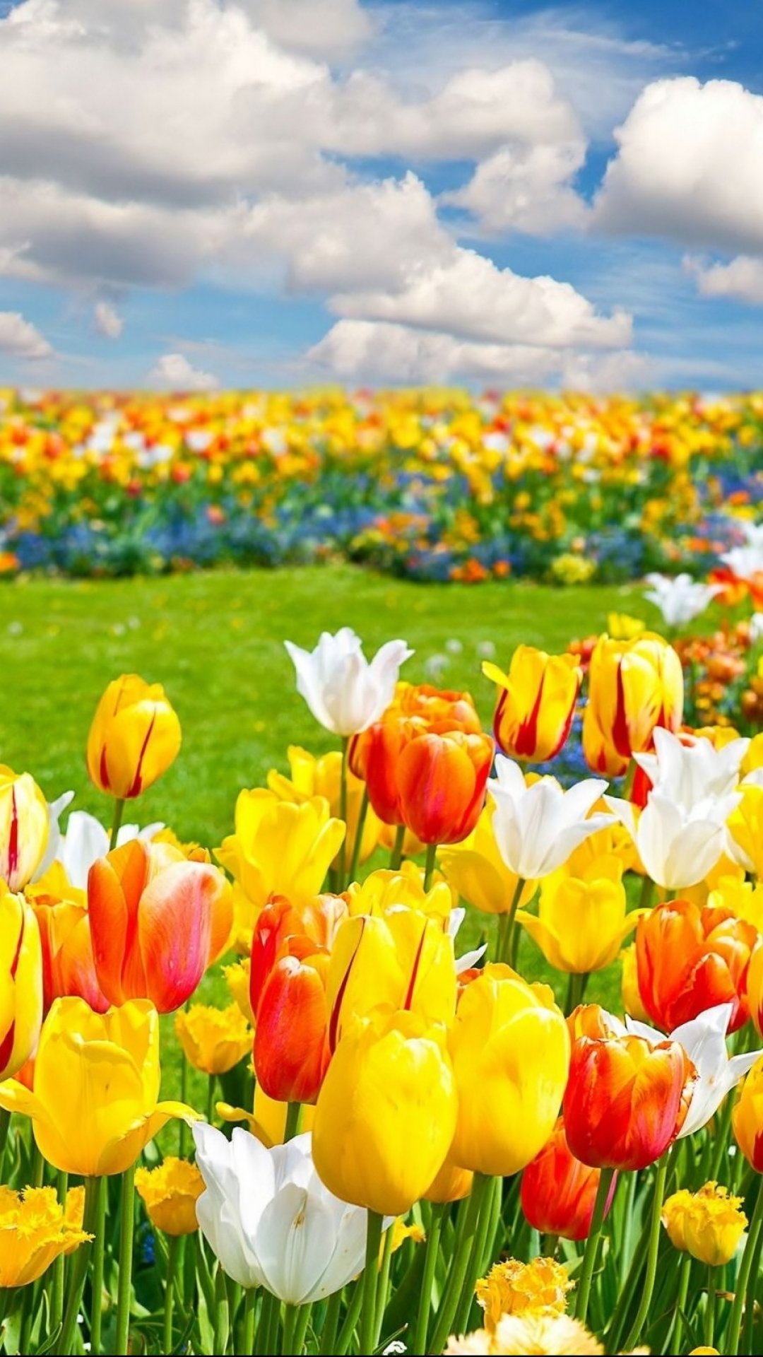 Download Flower Nature Tulip Phone Wallpaper