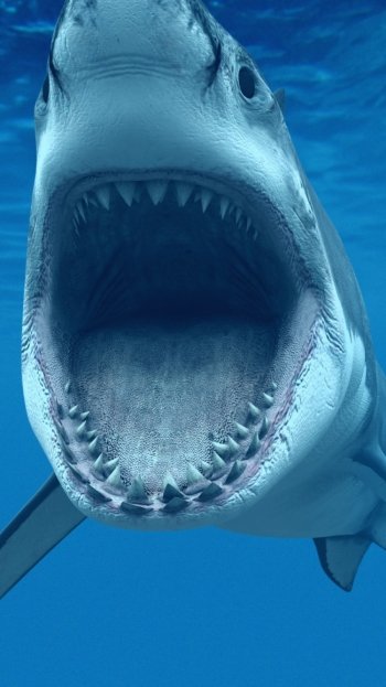 Animal shark Phone Wallpaper