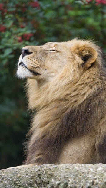 bokeh stone forest Animal lion Phone Wallpaper