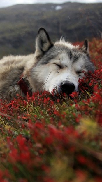 Alaska Animal wolf Phone Wallpaper