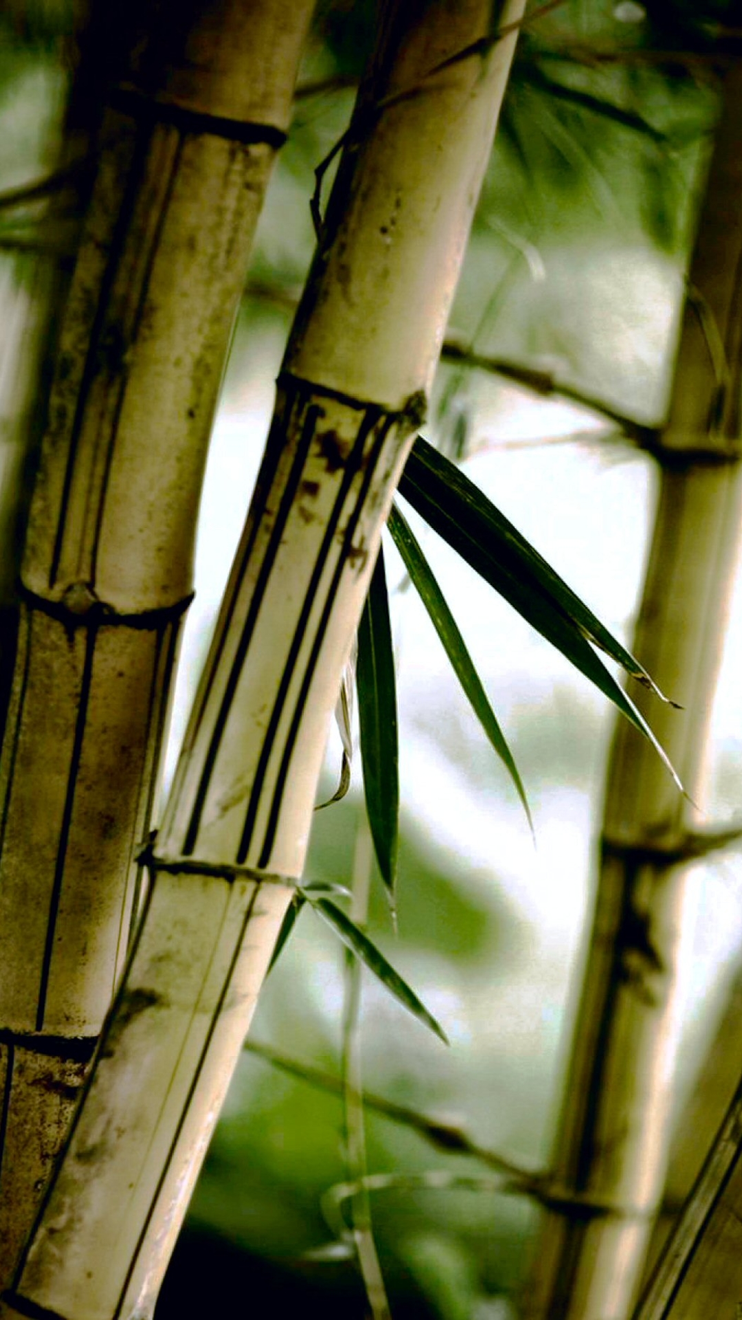 Photo Collection Bamboo Iphone Wallpaper