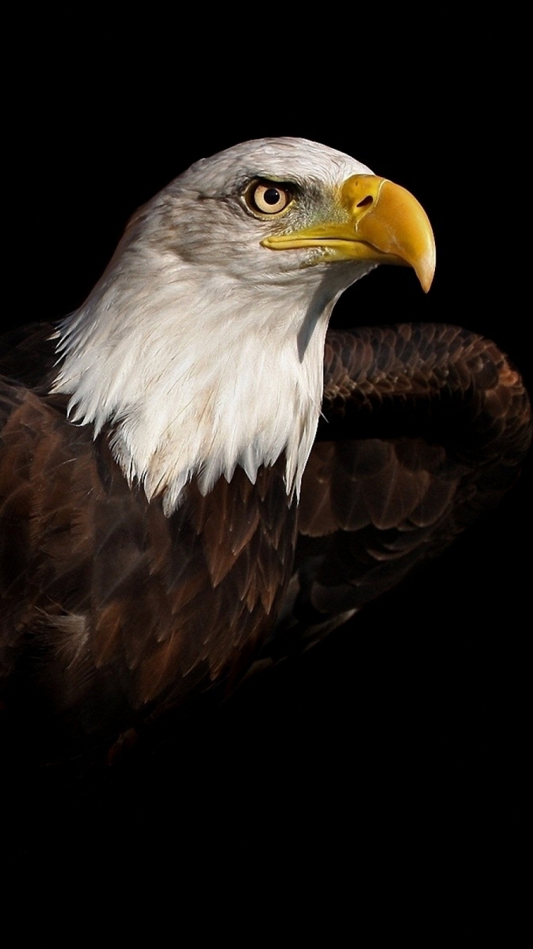 Hd Wallpapers For Eagle Mobile