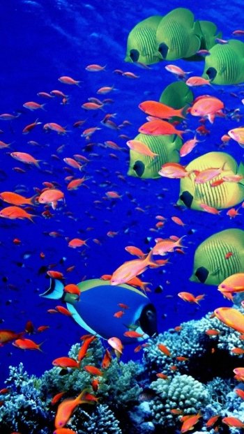butterflyfish coral Animal fish Phone Wallpaper