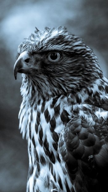 bird Animal falcon Phone Wallpaper