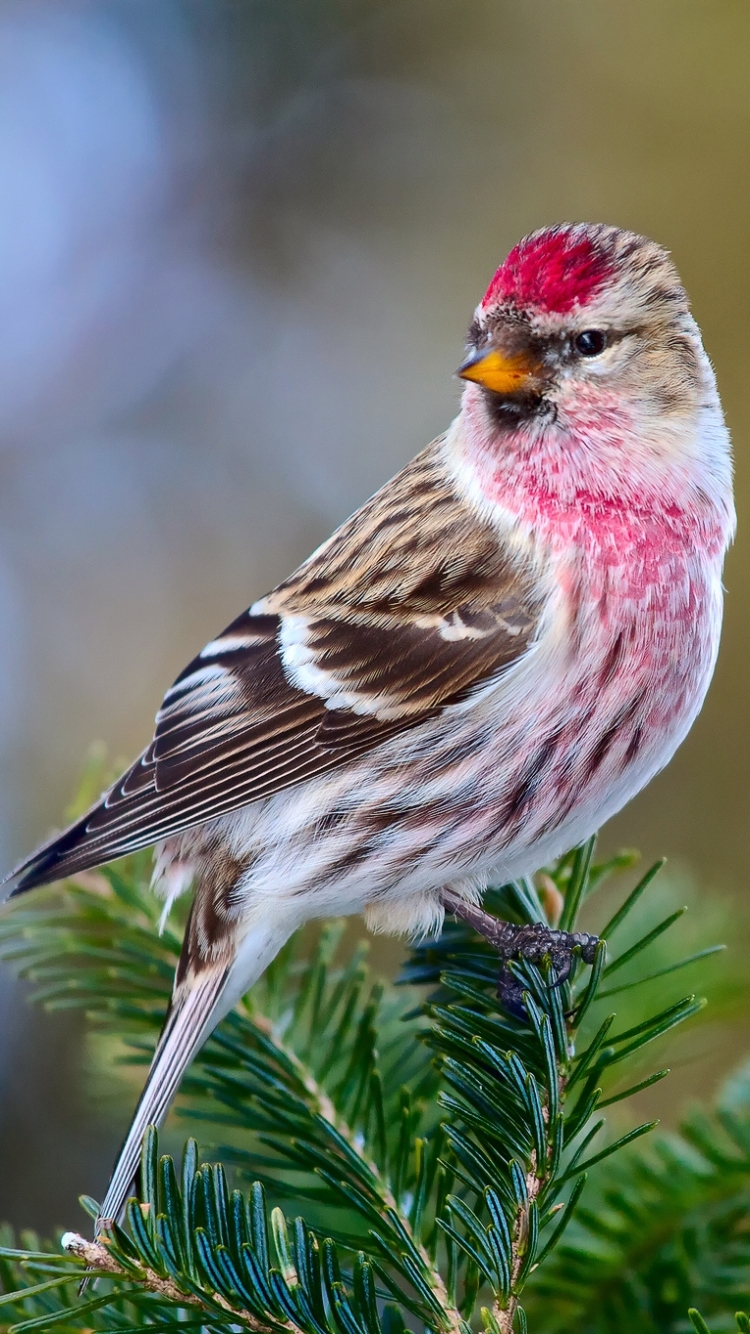 Redpoll Phone Wallpaper by Blue Nature