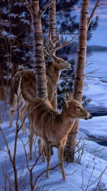 Animal deer Phone Wallpaper