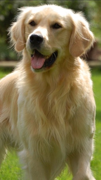 Animal golden retriever Phone Wallpaper