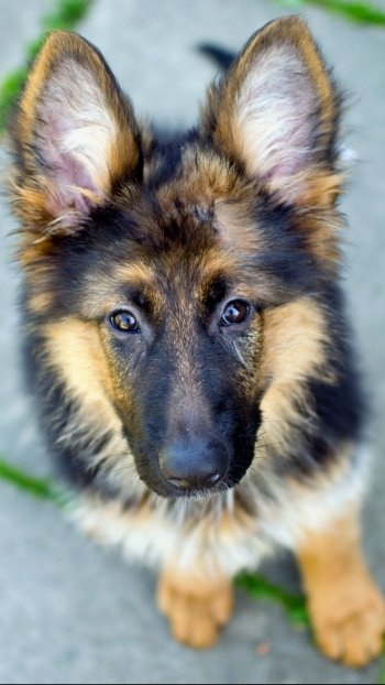 Animal german shepherd Phone Wallpaper