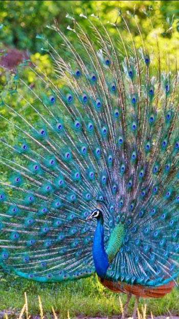 Animal peacock Phone Wallpaper