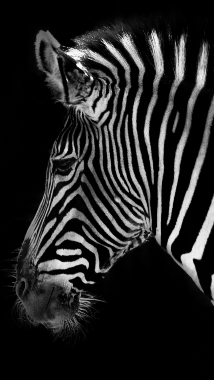 Animal Zebra 750x1334 Wallpaper Id Mobile Abyss
