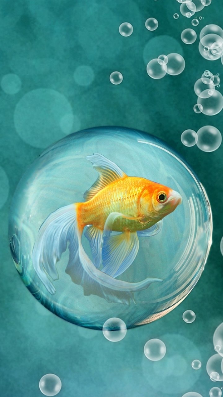 Download Fish Animal Goldfish Phone Wallpaper