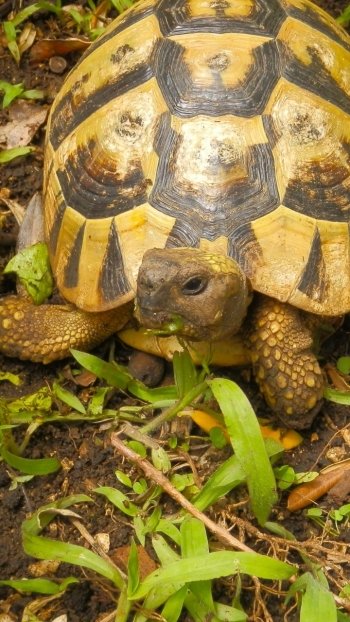 Animal turtle Phone Wallpaper
