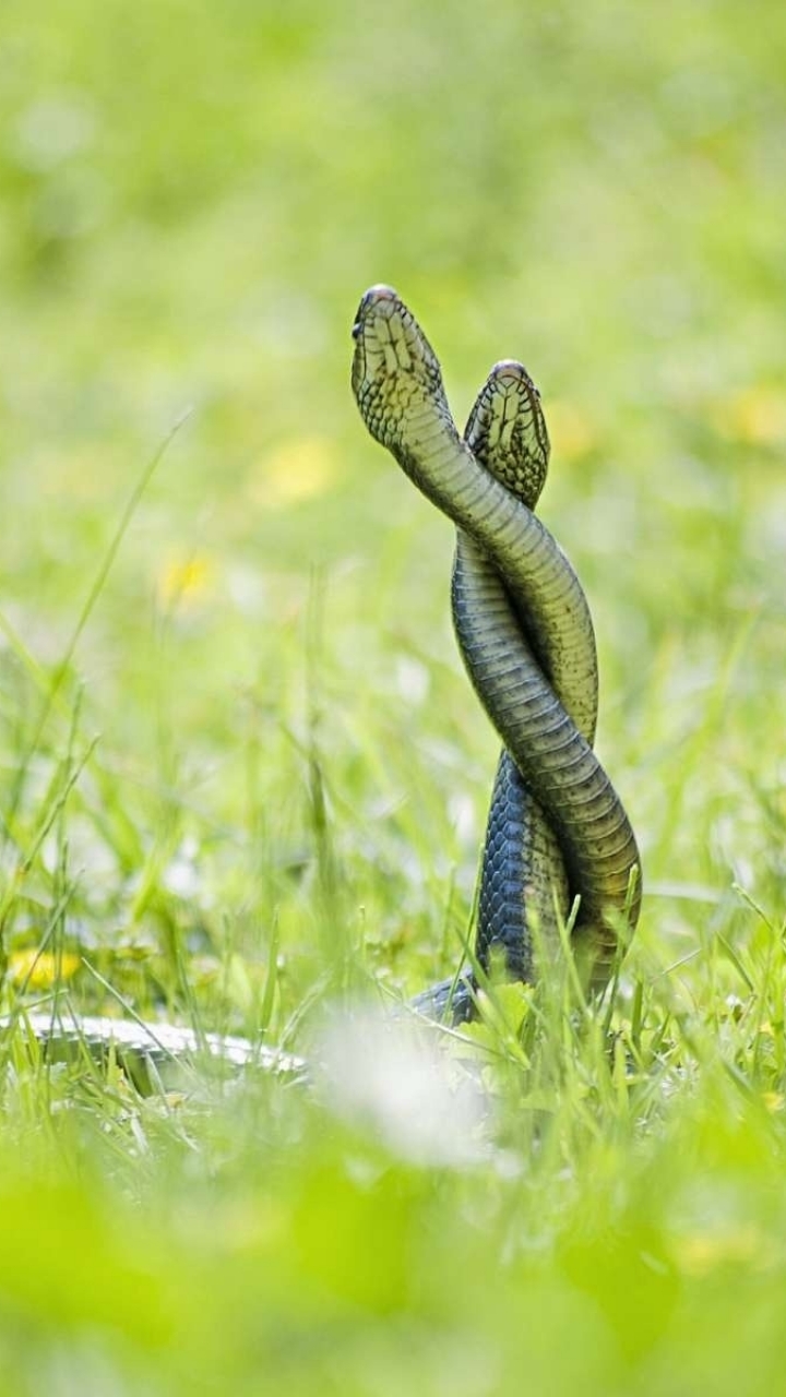 Grass Snake Phone Wallpaper