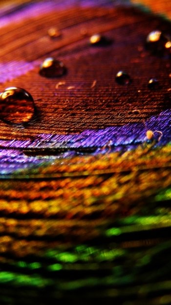 photography feather Phone Wallpaper