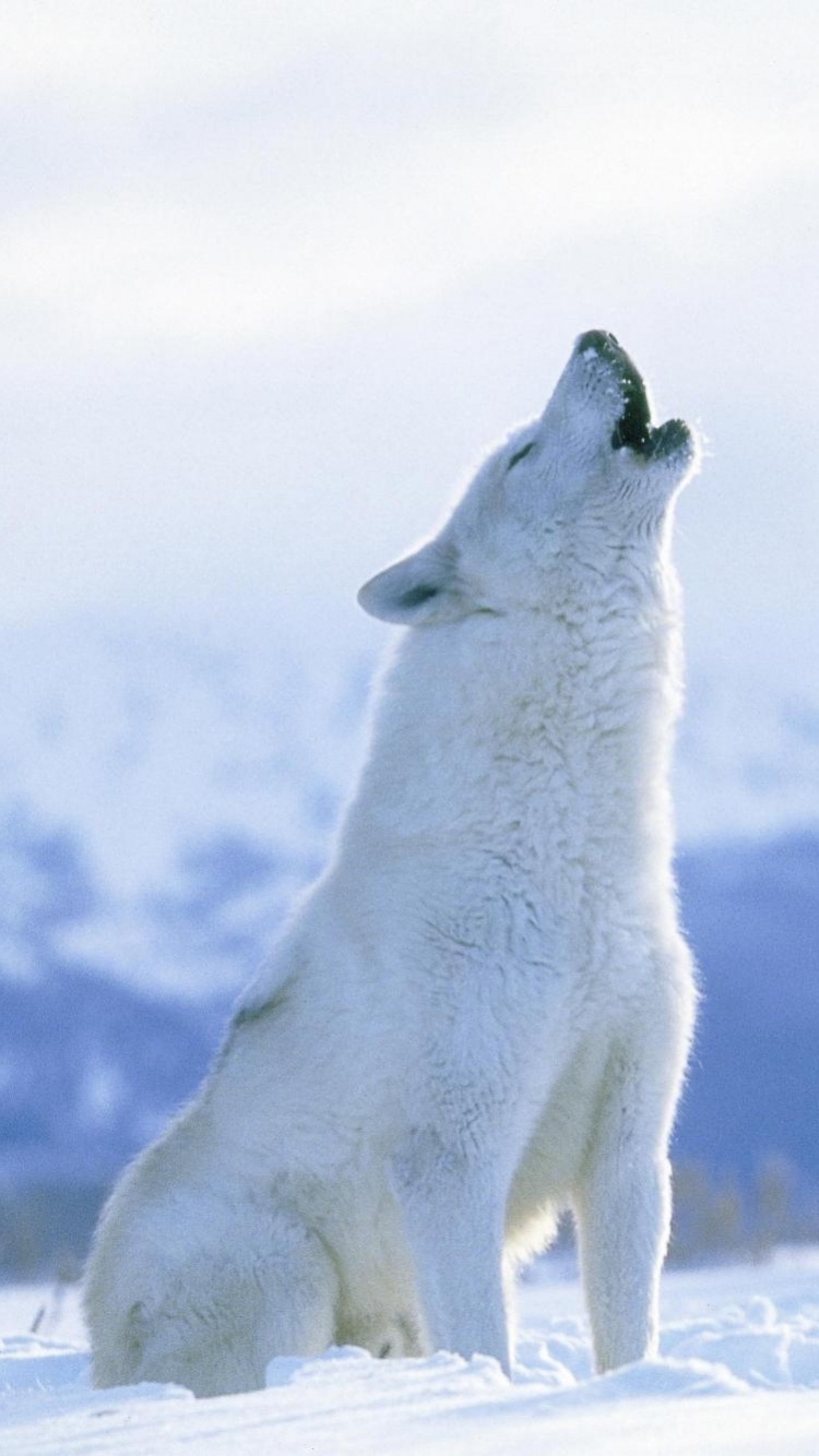 Arctic Wolf Phone Wallpaper